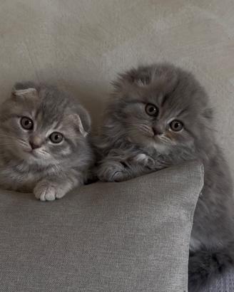 Gatti Scottish Fold e Scottish Straight