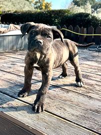 Cane Corso Tigrato