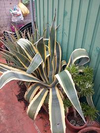 Piante grasse
