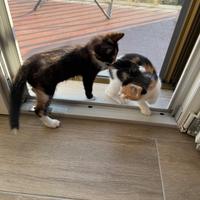 Due sorelline tricolore