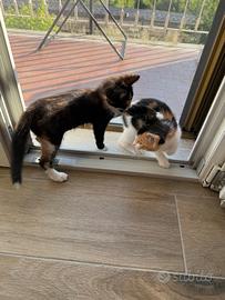 Due sorelline tricolore