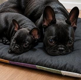 Bulldog francese esotico