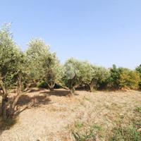 TER. AGRICOLO A SIMERI CRICHI