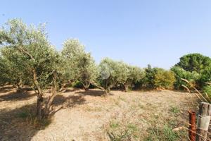 TER. AGRICOLO A SIMERI CRICHI