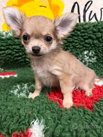 Chihuahua dolcissimo maschietto