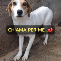 BRENDA 3 ANNI 18 KG circa