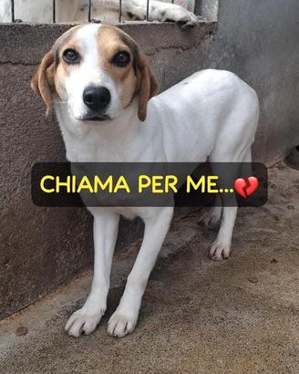 BRENDA 3 ANNI 18 KG circa