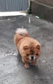 Chow chow
