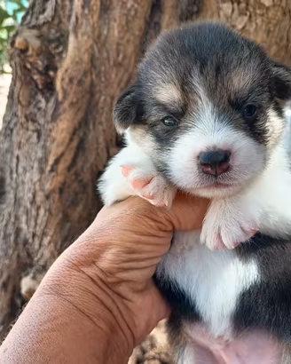 Cuccioli di Corgi
