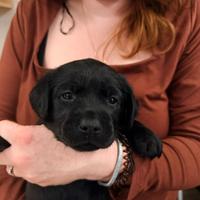Cuccioli di Labrador Retriever gialli e neri