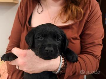 Cuccioli di Labrador Retriever gialli e neri