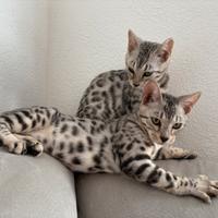 2 splendide cucciole di gatte razza bengala gatti