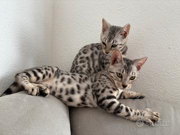 2 splendide cucciole di gatte razza bengala gatti