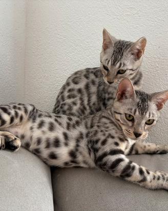 2 splendide cucciole di gatte razza bengala gatti