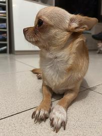 Chihuahua