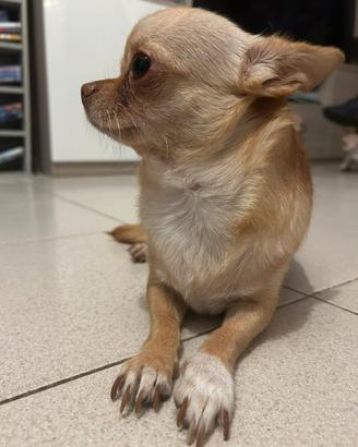 Chihuahua