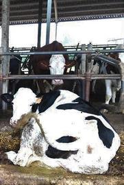 Piccola azienda agricola bovini da latte