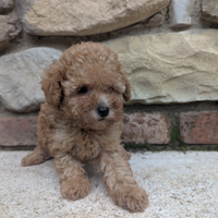 Kevin barboncino minitoy