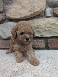 Kevin barboncino minitoy