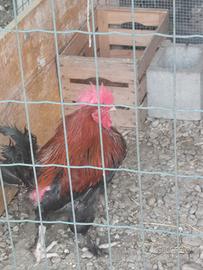 Gallo marans
