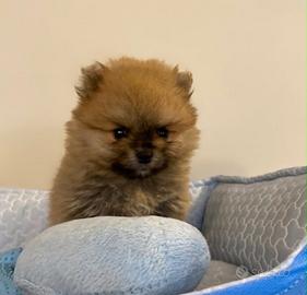 Spitz tedesco nano Pomerania