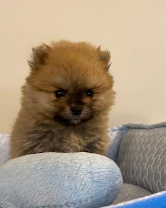 Spitz tedesco nano Pomerania