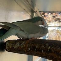 Coppie riproduttrici