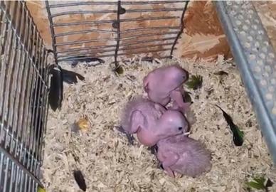 Piccoli caicco testa nera