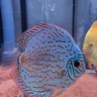 Pesce Discus Blu