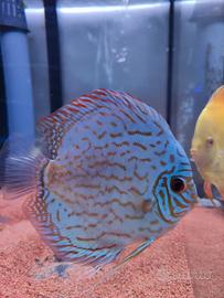 Pesce Discus Blu