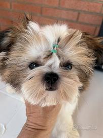 Shih Tzu imperiale