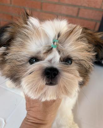 Shih Tzu imperiale