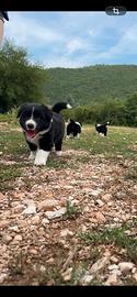 Border collie pedigree