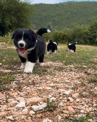 Border collie pedigree
