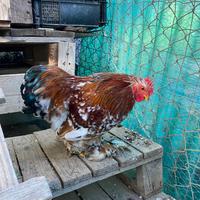 Galli cocincina nana