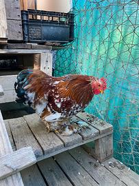 Galli cocincina nana