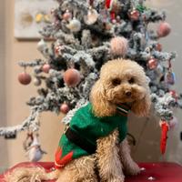 Barboncino maschio per accoppiamento