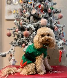 Barboncino maschio per accoppiamento