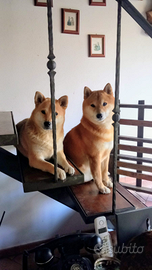 Shiba Inu