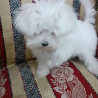 Cucciolo Maltese