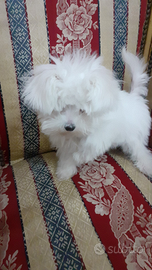 Cucciolo Maltese
