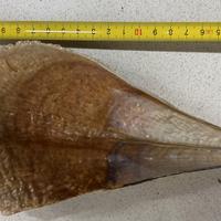 Conchiglia Pinna Nobilis Singola 22 cm