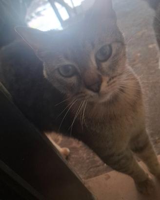 Gattina anni 1 anno e mezzo