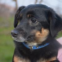 Serafina 1 anno 6 kg in adozione