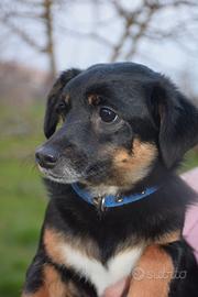 Serafina 1 anno 6 kg in adozione