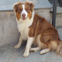 Border collie maschio per accoppiamento