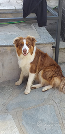 Border collie maschio per accoppiamento