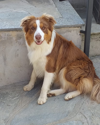 Border collie maschio per accoppiamento