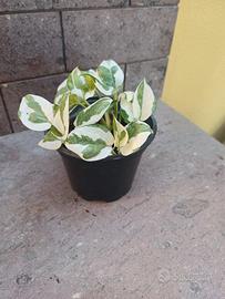 Pianta da interno Pothos N'Joy in vaso