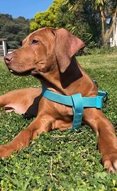 Rhodesian Ridgeback